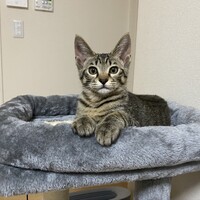 あずき