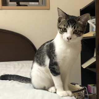 サバ白4ヶ月のいっこちゃん