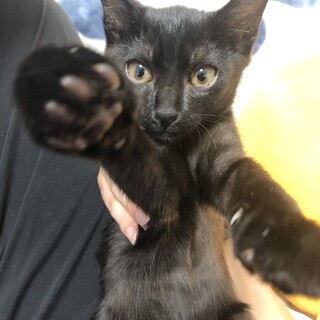 捨てられていた子猫助けてください