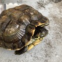 元気なキバラガメ　里親募集