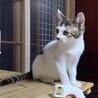 4ヶ月齢デコちゃん人慣れ抜群の超いい子 初心者歓迎 サムネイル6