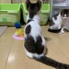 4ヶ月齢デコちゃん人慣れ抜群の超いい子 初心者歓迎 サムネイル7