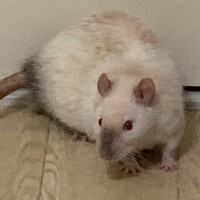 ミルキー