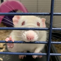 ラテ