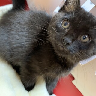 家族が出来ました♡黒猫♀リーフちゃん