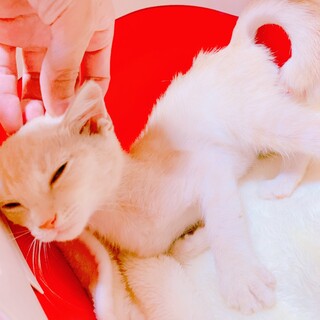 家族が出来ました♡クリーム♂モコくん