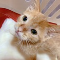 家族が出来ました♡茶トラ♂ルークスくん