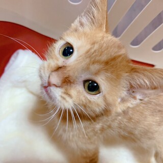 家族が出来ました♡茶トラ♂ルークスくん