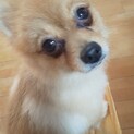 狐顔の可愛いポメ♀トライアル中！