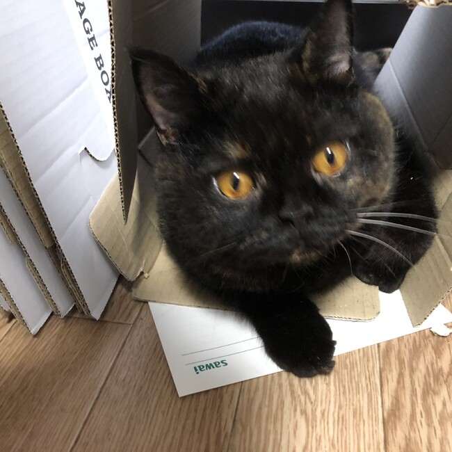しのん。のカバー写真