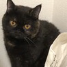 しのん。