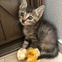 2匹います。優しい里親さんお願いします。