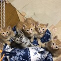 茶トラ子猫4匹の里親さん大募集
