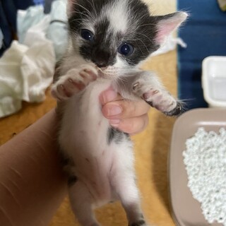 子猫里親募集③