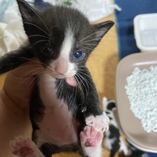 子猫里親募集④