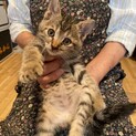 雑種2ヶ月子猫　青森県