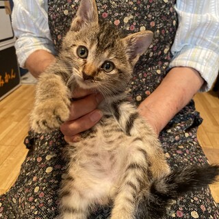 雑種2ヶ月子猫　青森県