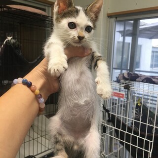 エンジンルームから救出した子猫ちゃん(*⁰▿⁰*)