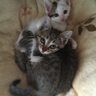 (募集一時停止)7/30生まれ・お菊ちゃん♀