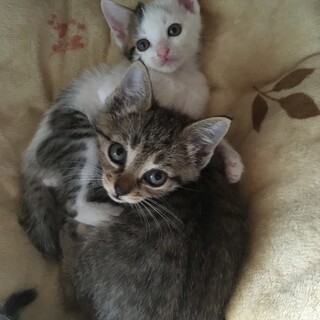 (募集一時停止)7/30生まれ・ゼン君♂