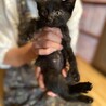 雑種2ヶ月子猫　青森県 サムネイル2