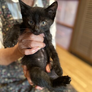 雑種2ヶ月子猫　青森県