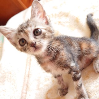 べっぴんしゃんのオランピアちゃん