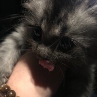 マハロ