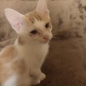 元気いっぱい男の子のつくしくんです！