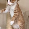 雨くん　トライアル中です サムネイル5