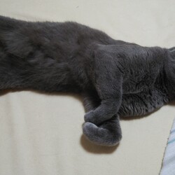 「おうちに来て1年〜経ちました」サムネイル2