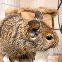 アグーチ♂デグーです