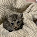 生後1ヶ月メスの仔猫ちゃん、名古屋、可愛い鳴き声
