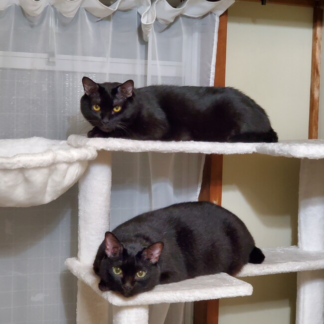 まゆ太のカバー写真