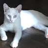 しましまのしっぽがかわいい甘えん坊美猫のレイちゃん サムネイル6
