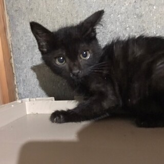元気いっぱい！甘えん坊の黒猫★クロマメちゃん