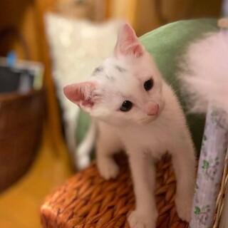 （停止中）控えめで綺麗な男の子　ジャック君