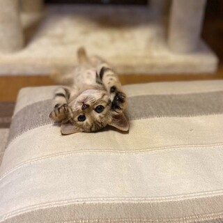 （停止中）　ジュリーちゃん