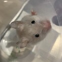 ゴールデンハムスター♂