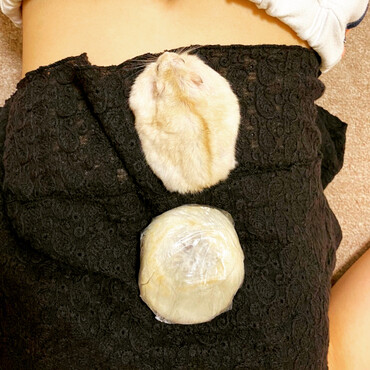 寛ぐハムと梅ヶ枝もち
