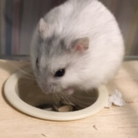 うどん