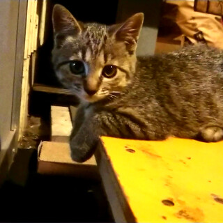 キジトラの女の子♪ 生後2ヶ月（他サイトで決定）