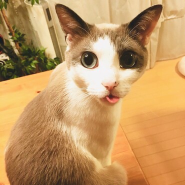 あっかんべー