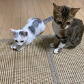 保護猫ちゃんの飼い主募集