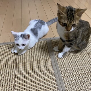 保護猫ちゃんの飼い主募集