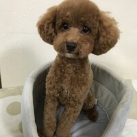 陸