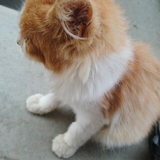 子猫2匹里親探してます。