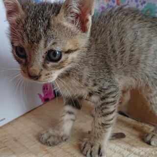 新しいおうち、見つかりました