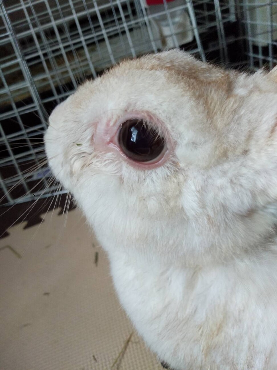 かくれんぼーず【しーちゃん】 サムネイル2