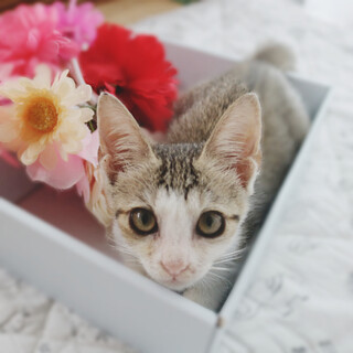 里親決定しました！ありがとうごさいました